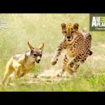 Descubre la velocidad imparable del leopardo: ¿Cuánto corre?