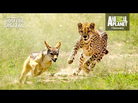 Cuánto Corre Un Leopardo