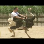¿Cuánto corre un avestruz? Descubre la velocidad máxima de esta sorprendente ave