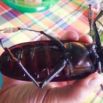 Descubre al escarabajo gigante: el género más grande del mundo