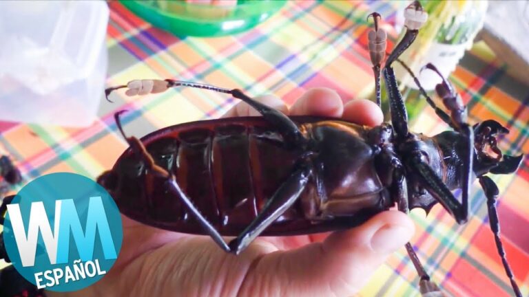 Descubre al escarabajo gigante: el género más grande del mundo