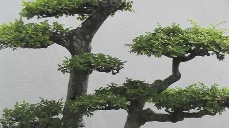 Domina el arte de cultivar: aprende cómo cuidar un bonsai