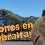 Descubre la curiosa presencia de monos en Gibraltar