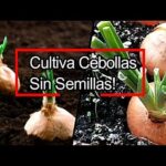 Cultiva cebollas fácilmente: aprende a plantarlas a partir de una cebolla