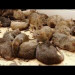 ¡Elimina de raíz la plaga de ratas en tu hogar!