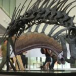 Sorprendentes dinosaurios con espinas dorsales descubiertos