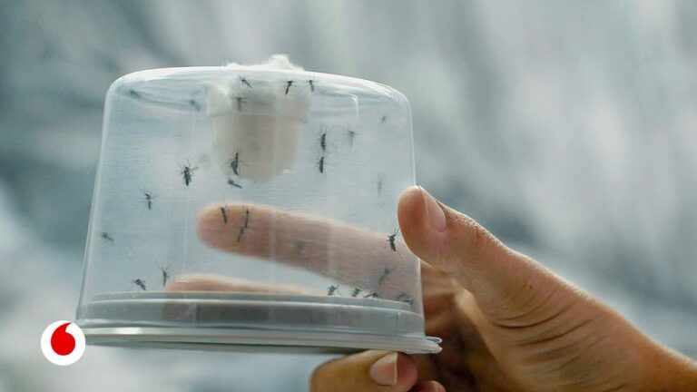 Descubre los olores que los mosquitos detestan: protege tu hogar