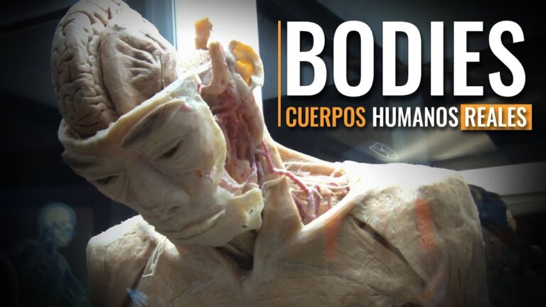 Descubre los órganos reales del cuerpo humano en 3D