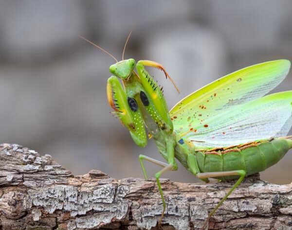 Sorpresa en casa: ¿qué simboliza la aparición de una mantis religiosa?