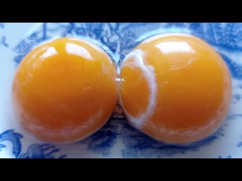 Gallinas prodigiosas: descubre cómo ponen huevos de dos yemas