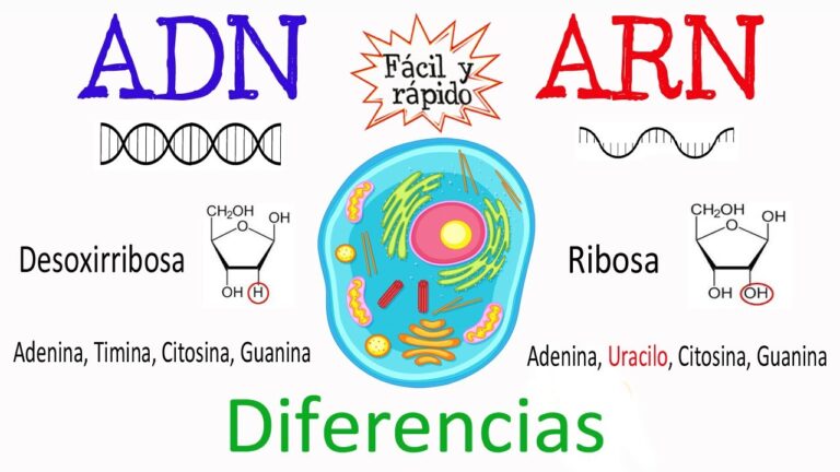 Nuevas revelaciones: Descubre la diferencia sorprendente entre ADN y ARN