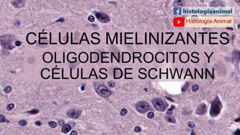 Nuevas investigaciones revelan el poder de las células oligodendrocitos y células de Schwann en la regeneración neuronal
