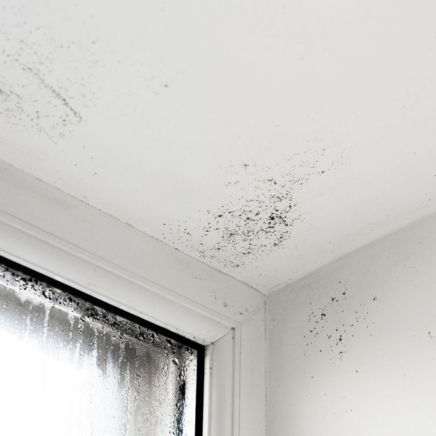 ¿Es posible que un techo se caiga debido a la humedad? Descubre todo sobre este fenómeno alarmante