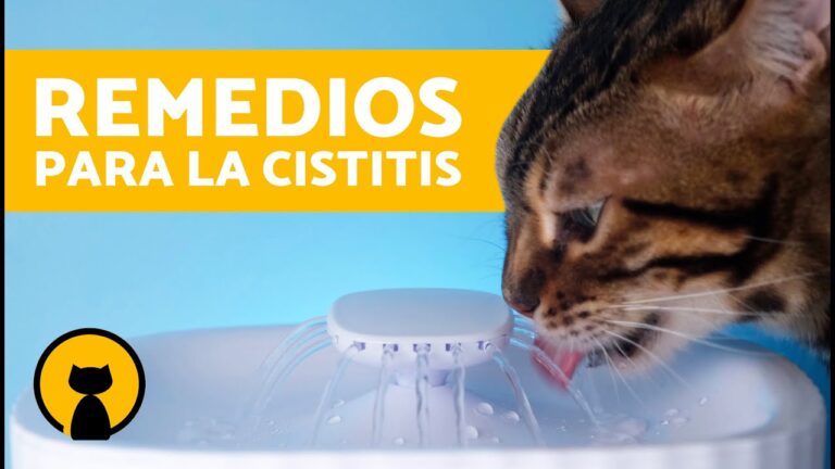 Remedios caseros para la infección urinaria en gatos