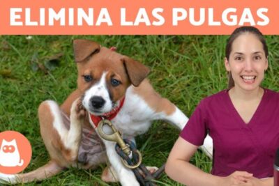 Eliminar pulgas en perros: Guía efectiva