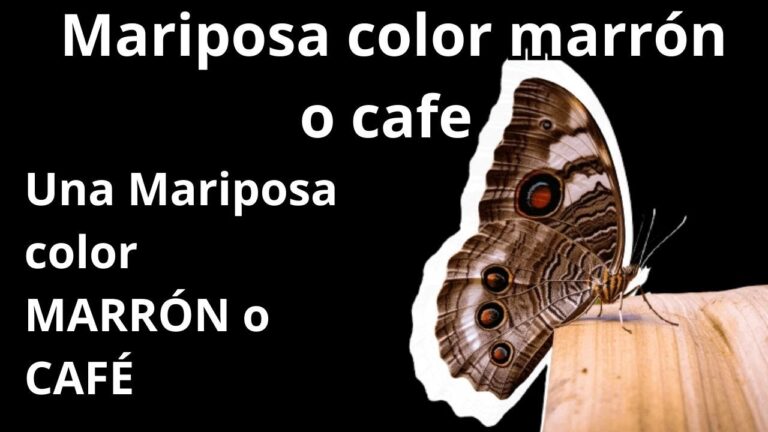 El significado espiritual del Café Mariposa